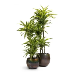 Dracaena Fragrans Lemon Lime - Multi Stem -Outlet The Ever Sprout Store Dracaena fragrans Lemon Lime 3MultiStem 24x140cm Ellen Metal Plant Pots Set3 Medium Big Vintage Green
