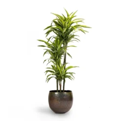 Dracaena Fragrans Lemon Lime - Multi Stem -Outlet The Ever Sprout Store Dracaena fragrans Lemon Lime 3MultiStem 24x140cm Ellen Metal Plant Pots Set3 Small Vintage Green