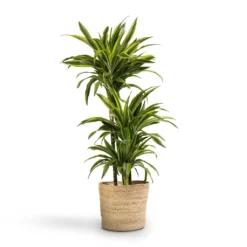 Dracaena Fragrans Lemon Lime - Multi Stem -Outlet The Ever Sprout Store Dracaena fragrans Lemon Lime 3MultiStem 24x140cm Selin Plant Basket Jute 30x26cm