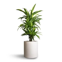 Max Refined Planter - Natural White -Outlet The Ever Sprout Store Dracaena fragrans Lemon Lime Branched 21x70cm Max Refined Planter Natural White 29x29.5cm e3b1c807 5a5b 4e62 8c50 43b66461678b