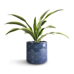 Dracaena Fragrans Lemon Lime - Head 22 Dracaena Fragrans Lemon Lime - Head -Outlet The Ever Sprout Store Dracaena fragrans Lemon Lime Head 12x35cm Arley Plant Pot Blue Dragonfly 14.5x15.5cm