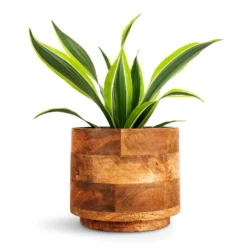 Dracaena Fragrans Lemon Lime - Head 23 Dracaena Fragrans Lemon Lime - Head -Outlet The Ever Sprout Store Dracaena fragrans Lemon Lime Head 12x35cm Helle Plant Pot Natural 16x14cm