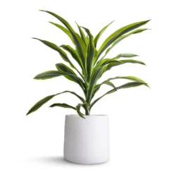 Dracaena Fragrans Lemon Lime - Head 21 Dracaena Fragrans Lemon Lime - Head -Outlet The Ever Sprout Store Dracaena fragrans Lemon Lime Head 17x50cm Akemi Plant Pot Pure White 22x20cm