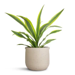 Dracaena Fragrans Lemon Lime - Head 28 Dracaena Fragrans Lemon Lime - Head -Outlet The Ever Sprout Store Dracaena fragrans Lemon Lime Head 17x50cm Aurora Terrazzo Handle Plant Pot Oat 22x21cm