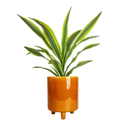 Dracaena Fragrans Lemon Lime - Head