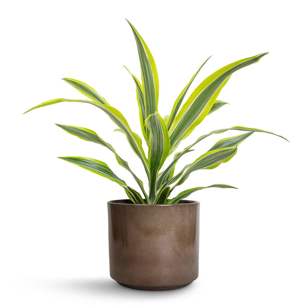 Dracaena Fragrans Lemon Lime - Head 4 Dracaena Fragrans Lemon Lime - Head - Image 4