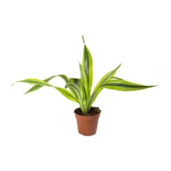 Dracaena Fragrans Lemon Lime - Head 24 Dracaena Fragrans Lemon Lime - Head -Outlet The Ever Sprout Store Dracaena fragrans Lemon Lime Head