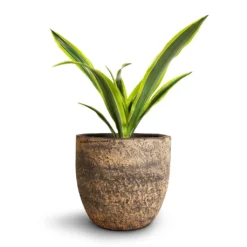 Dracaena Fragrans Lemon Lime - Head 26 Dracaena Fragrans Lemon Lime - Head -Outlet The Ever Sprout Store Dracaena fragrans Lemon Lime Head Cas Plant Pot Sahara