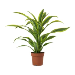 Dracaena Fragrans Lemon Lime - Head 18 Dracaena Fragrans Lemon Lime - Head -Outlet The Ever Sprout Store Dracaena fragrans Lemon Lime Head Large