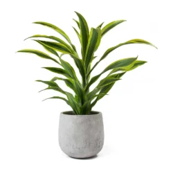 Dracaena Fragrans Lemon Lime - Head 29 Dracaena Fragrans Lemon Lime - Head -Outlet The Ever Sprout Store Dracaena fragrans Lemon Lime Head Large Amber Grey Plant Pot