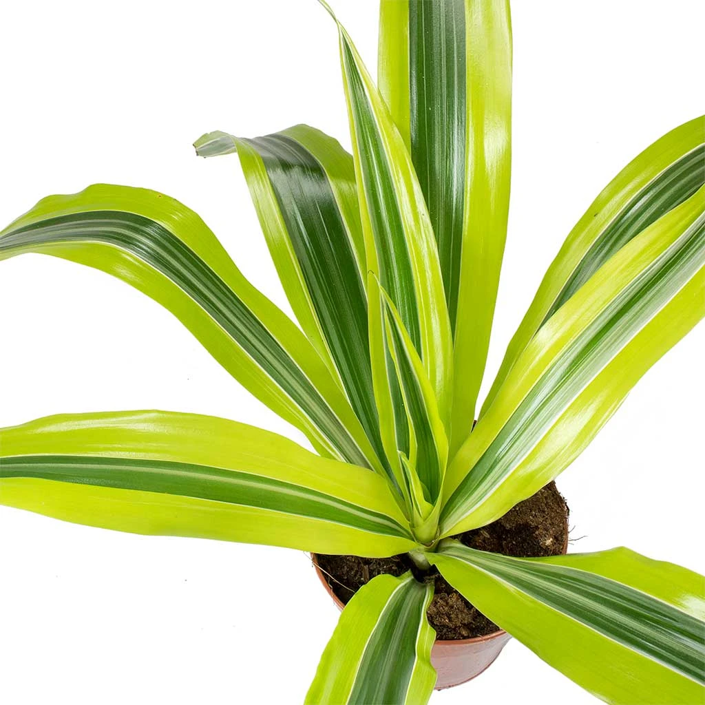 Dracaena Fragrans Lemon Lime - Head 10 Dracaena Fragrans Lemon Lime - Head - Image 10