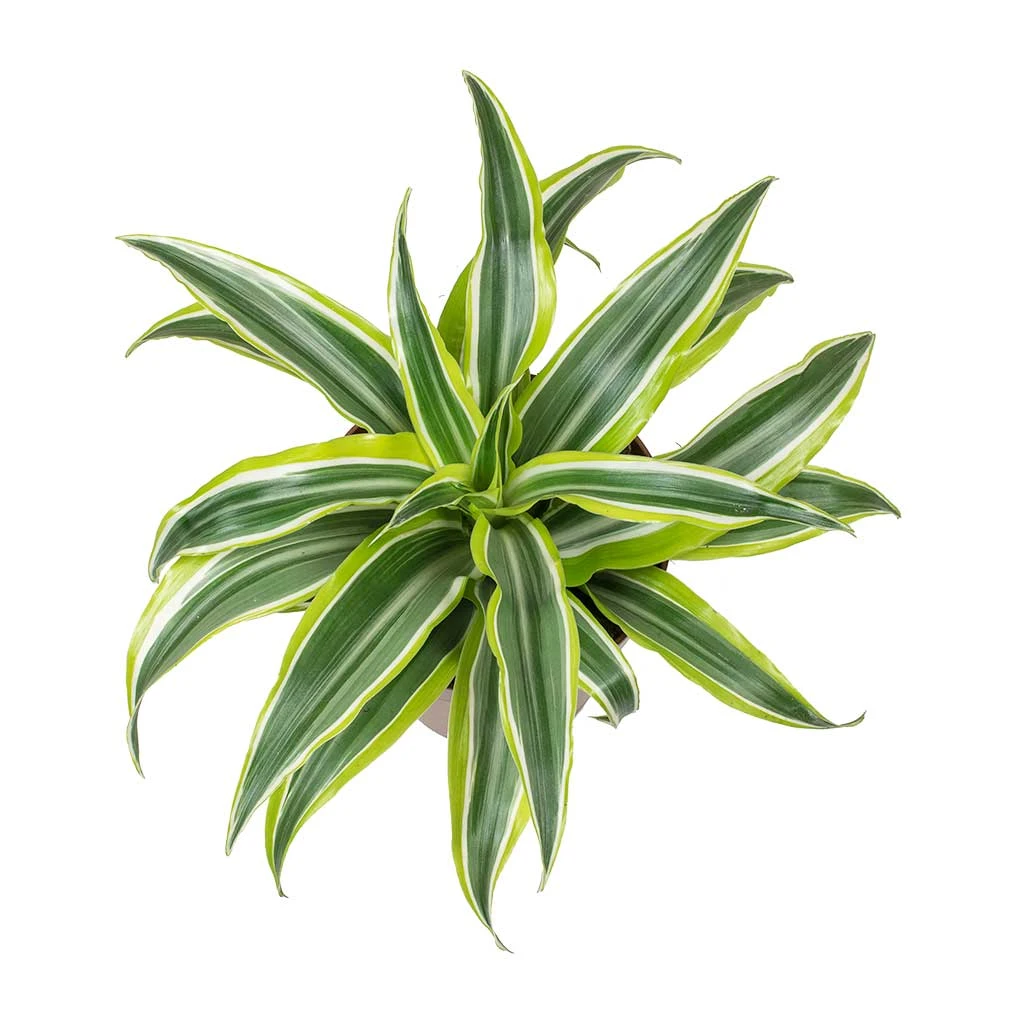 Dracaena Fragrans Lemon Lime - Head 2 Dracaena Fragrans Lemon Lime - Head - Image 2