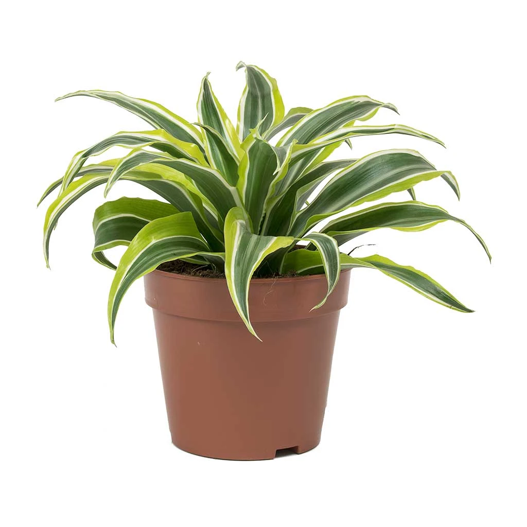 Dracaena Fragrans Lemon Lime - Head 12 Dracaena Fragrans Lemon Lime - Head - Image 12