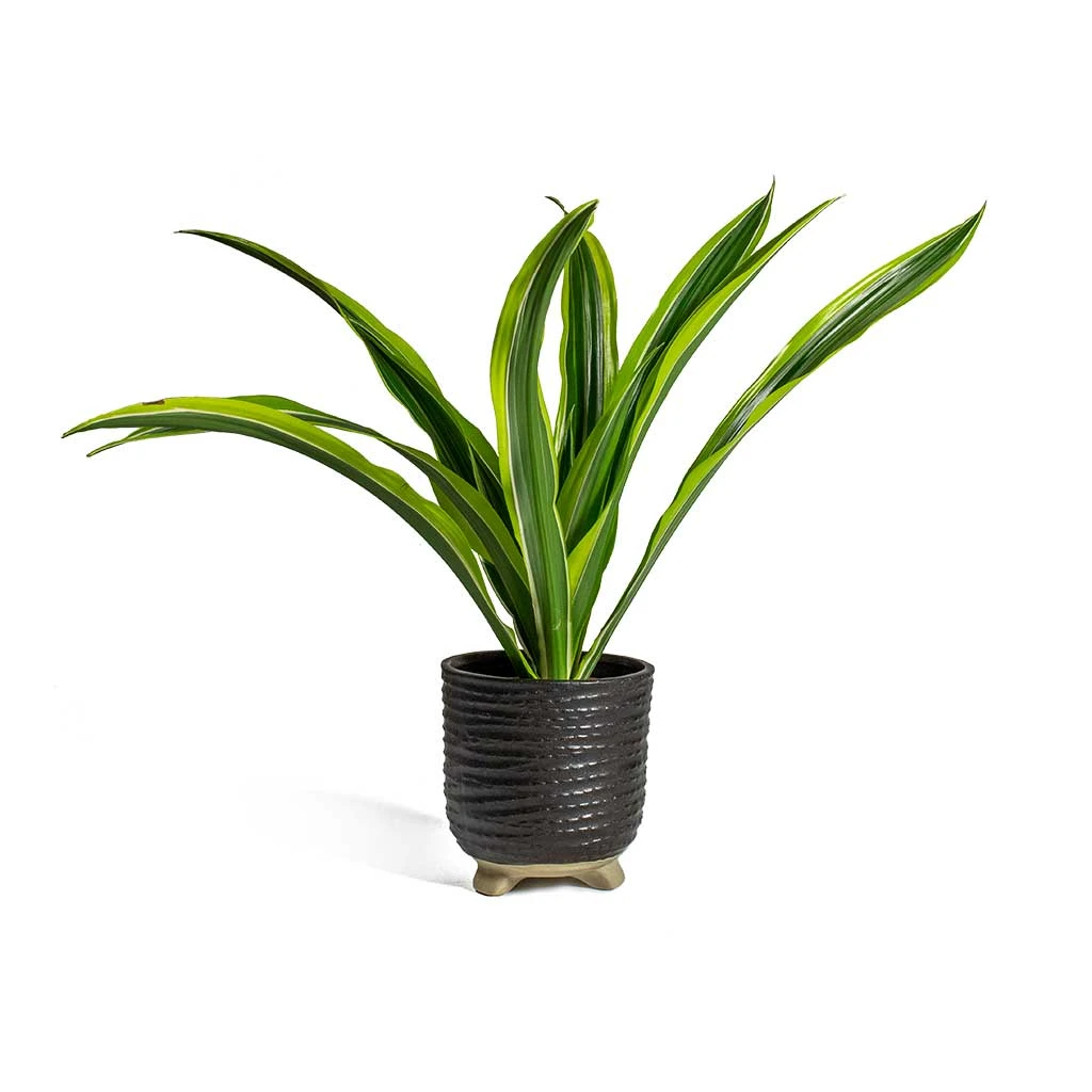 Dracaena Fragrans Lemon Lime - Head 15 Dracaena Fragrans Lemon Lime - Head - Image 15