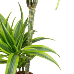 Dracaena Fragrans Lemon Lime - Multi Stem -Outlet The Ever Sprout Store Dracaena fragrans Lemon Lime Leaves