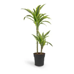 Dracaena Fragrans Lemon Lime - Multi Stem -Outlet The Ever Sprout Store Dracaena fragrans Lemon Lime Multi Stem 19 x 100cm 2 stems