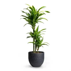 Dracaena Fragrans Lemon Lime - Multi Stem -Outlet The Ever Sprout Store Dracaena fragrans Lemon Lime Multi Stem 21x100cm 3 stems Rinca Plant Pot Shiny Black 29x26cm