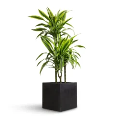Dracaena Fragrans Lemon Lime - Multi Stem -Outlet The Ever Sprout Store Dracaena fragrans Lemon Lime Multi Stem 21x100cm 3 stems Grigio Cube Planter Anthracite Concrete 30x30x30cm efef6ae2 f868 4823 a959 39d95d529794