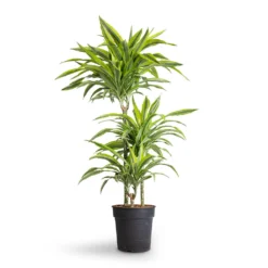 Dracaena Fragrans Lemon Lime - Multi Stem -Outlet The Ever Sprout Store Dracaena fragrans Lemon Lime Multi Stem 21x120cm 3stems