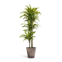 Dracaena Fragrans Lemon Lime - Multi Stem -Outlet The Ever Sprout Store Dracaena fragrans Lemon Lime Multi Stem 24 x 140cm Claire Artstone Plant Pot Grey 32x29cm