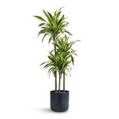 Dracaena Fragrans Lemon Lime - Multi Stem -Outlet The Ever Sprout Store Dracaena fragrans Lemon Lime Multi Stem 24x140cm 3 stems Lisbon Plant Pot Navy 26x26cm