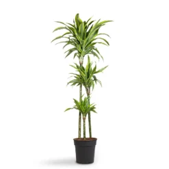 Dracaena Fragrans Lemon Lime - Multi Stem -Outlet The Ever Sprout Store Dracaena fragrans Lemon Lime Multi Stem 24x140cm 3stems 1