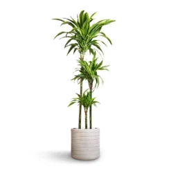 Dracaena Fragrans Lemon Lime - Multi Stem -Outlet The Ever Sprout Store Dracaena fragrans Lemon Lime Multi Stem 24x140cm 3stems Angle Cylinder Plant Pot White 30x30cm 6af1624b 28f0 4db1 b46c 44cb706e29b1