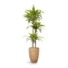 Dracaena Fragrans Lemon Lime - Multi Stem