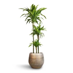 Dracaena Fragrans Lemon Lime - Multi Stem -Outlet The Ever Sprout Store Dracaena fragrans Lemon Lime Multi Stem 24x140cm 3stems Noor Plant Pot Metallic Grey 36x33cm 2