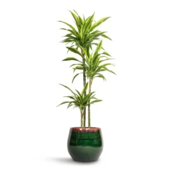 Dracaena Fragrans Lemon Lime - Multi Stem -Outlet The Ever Sprout Store Dracaena fragrans Lemon Lime Multi Stem 24x145cm 3 stems Charlotte Plant Pot Green 33x30cm