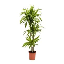 Dracaena Fragrans Lemon Lime - Multi Stem -Outlet The Ever Sprout Store Dracaena fragrans Lemon Lime Multi Stem Large