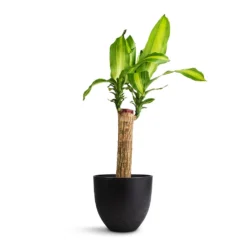 Dracaena Fragrans Massangeana - Single Stem