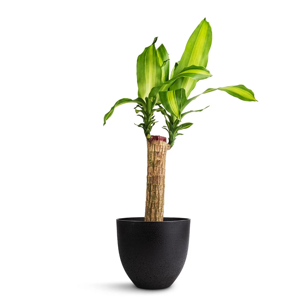 Dracaena Fragrans Massangeana - Single Stem 1 Dracaena Fragrans Massangeana - Single Stem