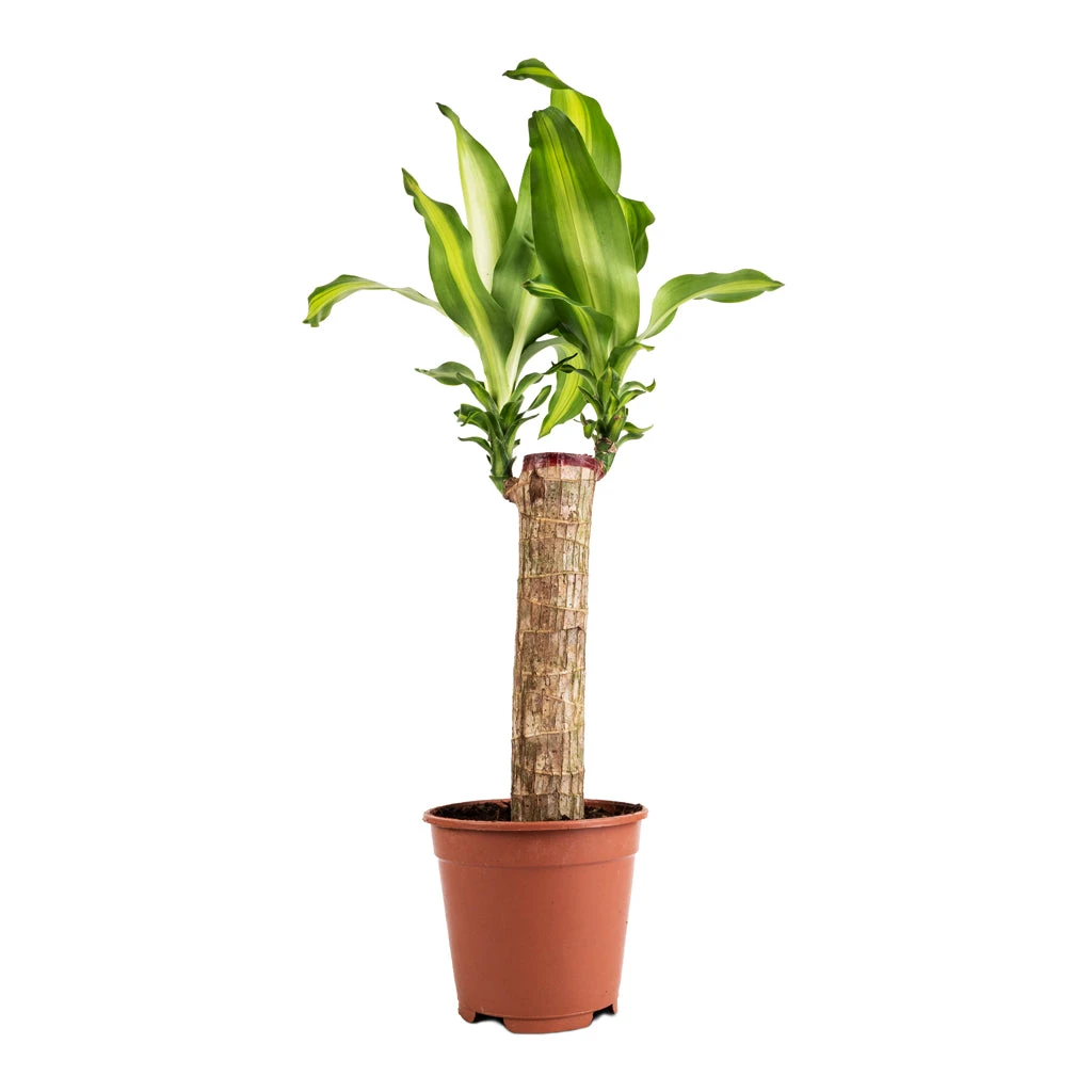 Dracaena Fragrans Massangeana - Single Stem 3 Dracaena Fragrans Massangeana - Single Stem - Image 3