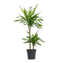 Dracaena Fragrans Riki - Multi Stem 12 Dracaena Fragrans Riki - Multi Stem -Outlet The Ever Sprout Store Dracaena fragrans Riki Multi Stem 19cm