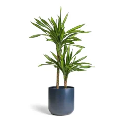 Dracaena Fragrans Riki - Multi Stem 15 Dracaena Fragrans Riki - Multi Stem -Outlet The Ever Sprout Store Dracaena fragrans Riki Multi Stem 19x85cm 2 stems Lisbon Plant Pot Navy 24x24cm