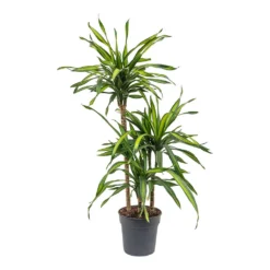 Dracaena Fragrans Riki - Multi Stem 14 Dracaena Fragrans Riki - Multi Stem -Outlet The Ever Sprout Store Dracaena fragrans Riki Multi Stem 21cm