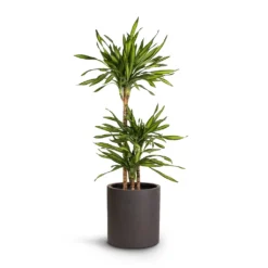 Dracaena Fragrans Riki - Multi Stem 11 Dracaena Fragrans Riki - Multi Stem -Outlet The Ever Sprout Store Dracaena fragrans Riki Multi Stem 21x100cm 3stems Max Refined Planter Volcano Black 29x29.5cm a52b05ae d393 4543 83a5 e58e58009954