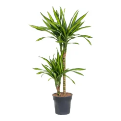 Dracaena Fragrans Riki - Multi Stem 16 Dracaena Fragrans Riki - Multi Stem -Outlet The Ever Sprout Store Dracaena fragrans Riki Multi Stem