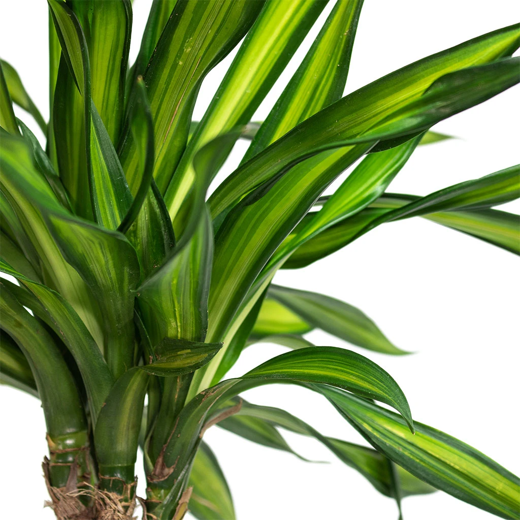 Dracaena Fragrans Riki - Multi Stem 2 Dracaena Fragrans Riki - Multi Stem - Image 2