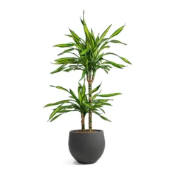 Dracaena Fragrans Riki - Multi Stem 13 Dracaena Fragrans Riki - Multi Stem -Outlet The Ever Sprout Store Dracaena fragrans Riki Multi Stem Mini Orb Kevan Plant Pot Black Washed