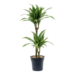 Dracaena Fragrans Ulises - Multi Stem 9 Dracaena Fragrans Ulises - Multi Stem -Outlet The Ever Sprout Store Dracaena fragrans Ulises Multi Stem 2 Stem