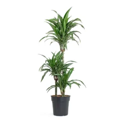 Dracaena Fragrans Ulises - Multi Stem 8 Dracaena Fragrans Ulises - Multi Stem -Outlet The Ever Sprout Store Dracaena fragrans Ulises Multi Stem 21cm