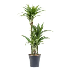 Dracaena Fragrans Ulises - Multi Stem 10 Dracaena Fragrans Ulises - Multi Stem -Outlet The Ever Sprout Store Dracaena fragrans Ulises Multi Stem