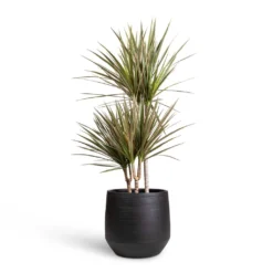 Dracaena Marginata Bicolour - Multi Stem -Outlet The Ever Sprout Store Dracaena marginata Bicolour Multi Stem 21x100cm 3 stems Norell Plant Pot Black 29x28cm 1fd7fde6 3cbc 4bbb 91b6 68db9ad31429