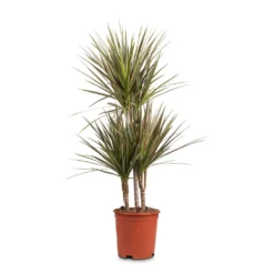 Dracaena Marginata Bicolour - Multi Stem -Outlet The Ever Sprout Store Dracaena marginata Bicolour Multi Stem 21x100cm 3 stems
