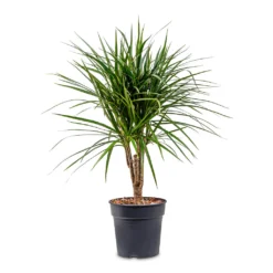 Dracaena Marginata Red Edged - Branched -Outlet The Ever Sprout Store Dracaena marginata Red Edged Branched 21x75cm