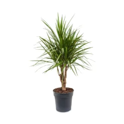 Dracaena Marginata Red Edged - Branched -Outlet The Ever Sprout Store Dracaena marginata Red Edged Branched 24x90cm