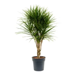 Dracaena Marginata Red Edged - Branched -Outlet The Ever Sprout Store Dracaena marginata Red Edged Branched 27x120cm