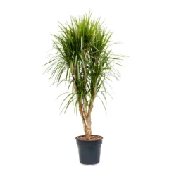 Dracaena Marginata Red Edged - Branched -Outlet The Ever Sprout Store Dracaena marginata Red Edged Branched 30x160cm